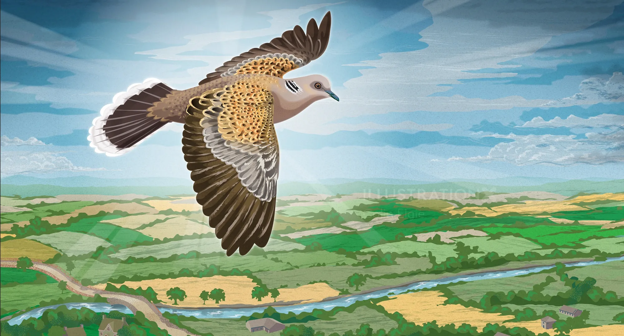 Turtle dove flying over green fields and hedgerows under blue sky