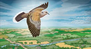 Turtle dove flying over green fields and hedgerows under blue sky
