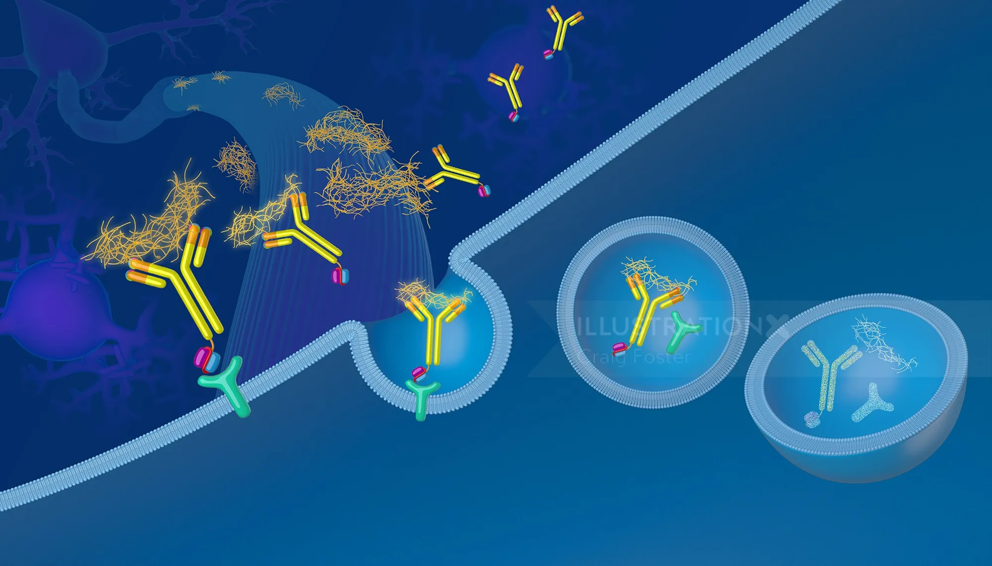 Illustration of tau protein degradation by antibodies inside cells by Craig Foster