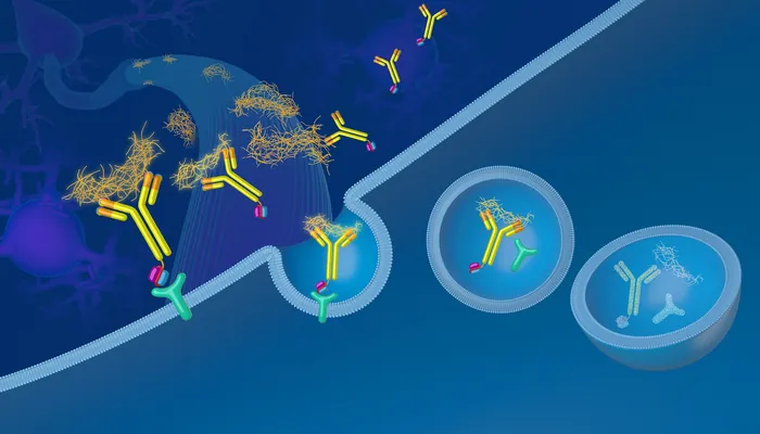 Illustration of tau protein degradation by antibodies inside cells by Craig Foster