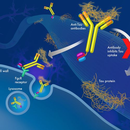 Illustration of tau protein antibody uptake and blockage by microglial cells by Craig Foster