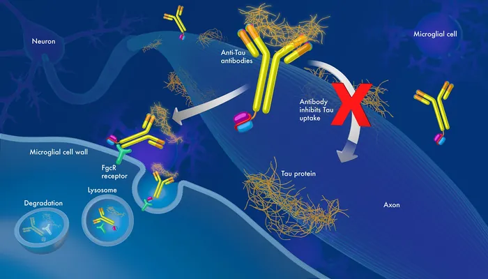 Illustration of tau protein antibody uptake and blockage by microglial cells by Craig Foster