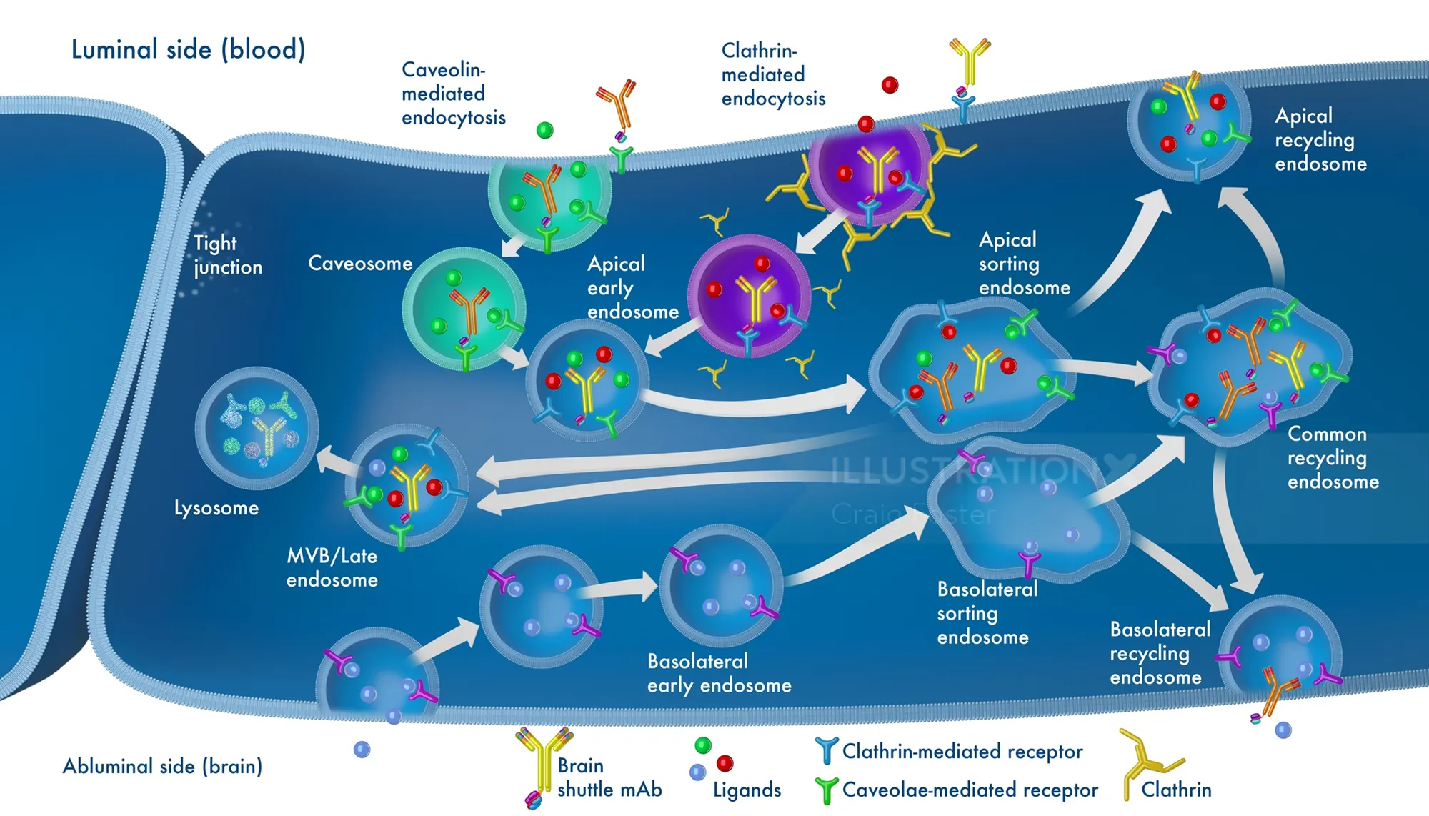 Diagram of blood brain barrier cellular transport processes by Craig Foster
