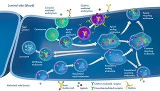 Diagram of blood brain barrier cellular transport processes by Craig Foster