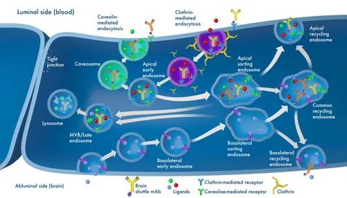 Diagram of blood brain barrier cellular transport processes by Craig Foster