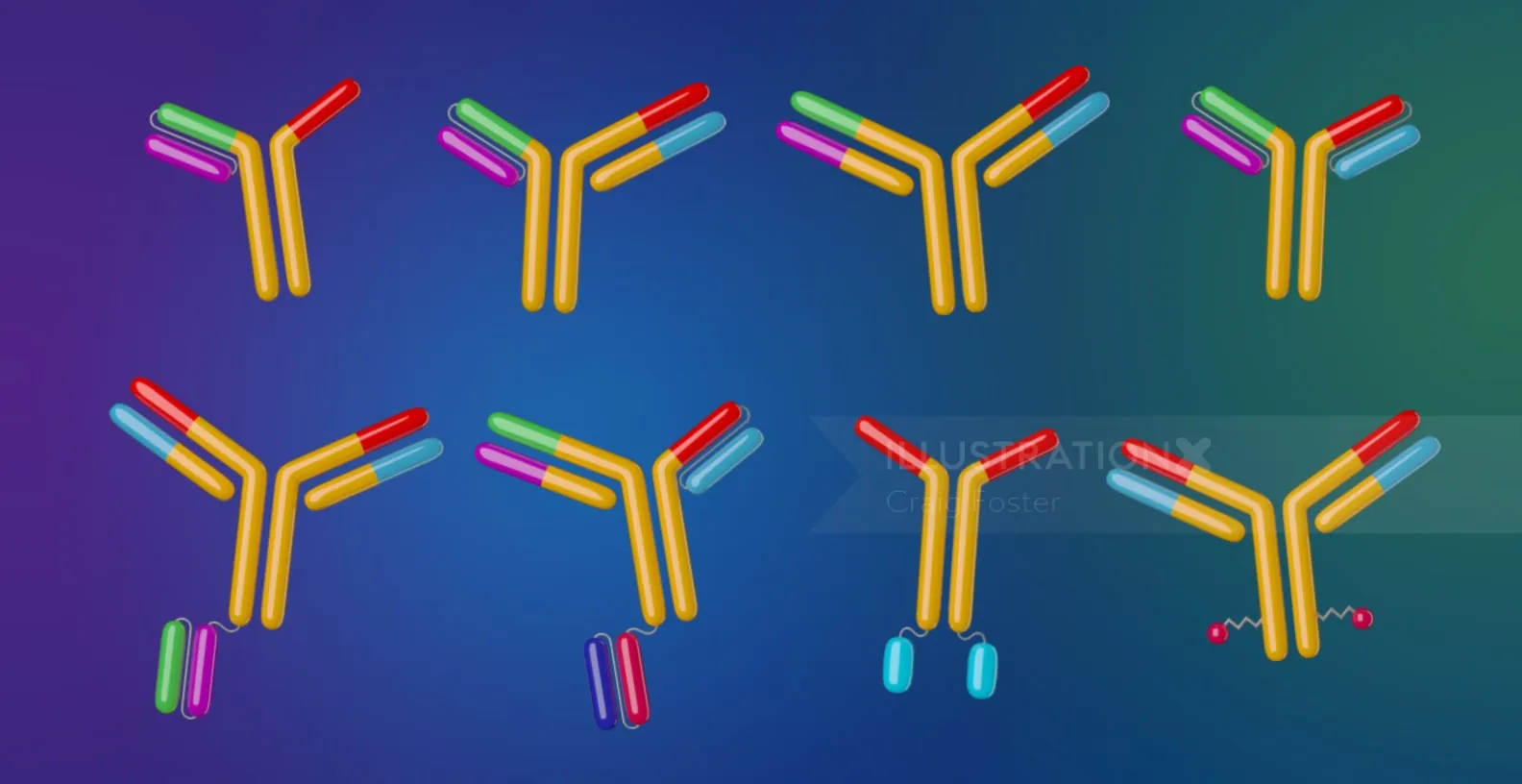 Illustration of colorful antibody structures by Craig Foster