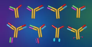 Illustration of colorful antibody structures by Craig Foster
