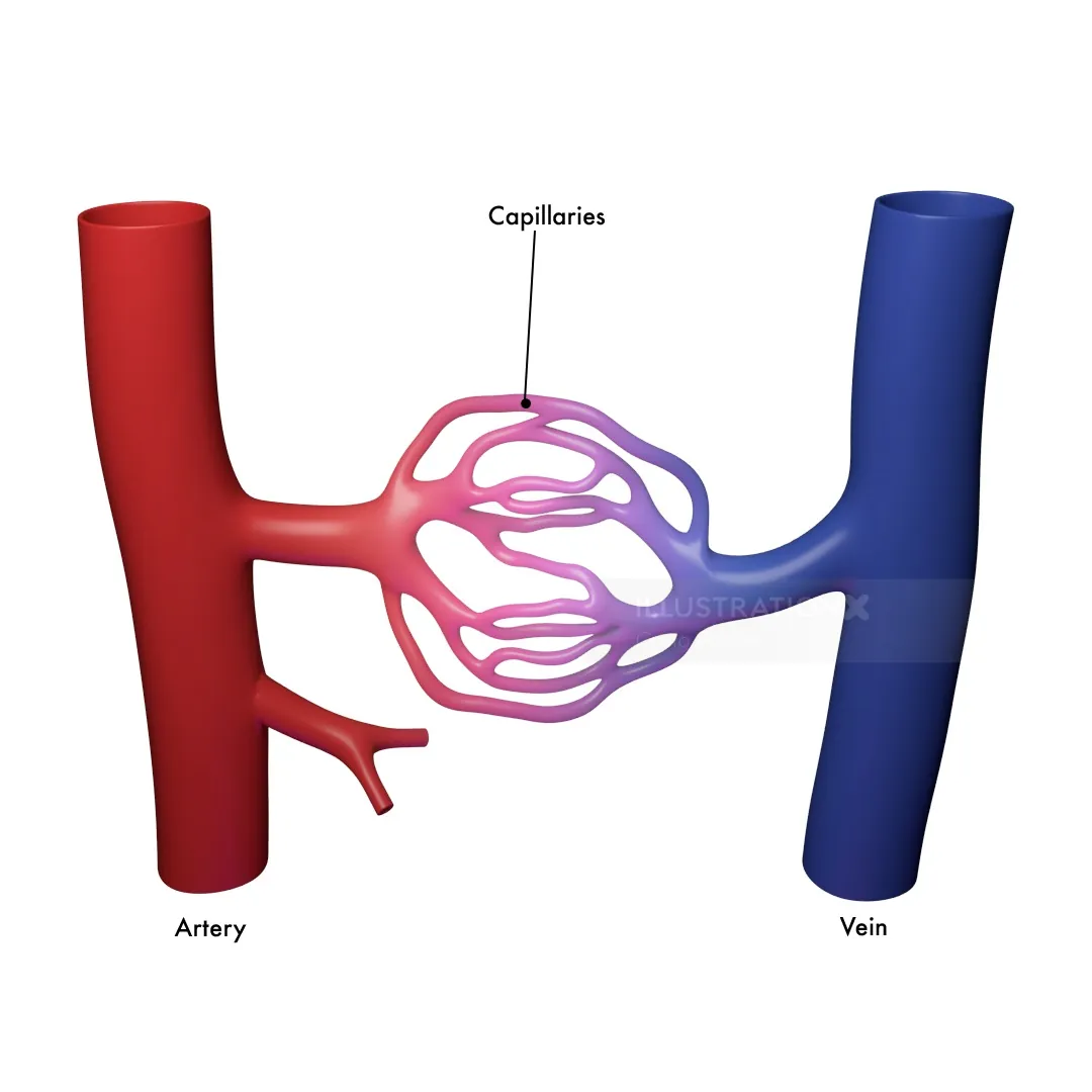 Diagram showing capillaries linking artery and vein, by Craig Foster