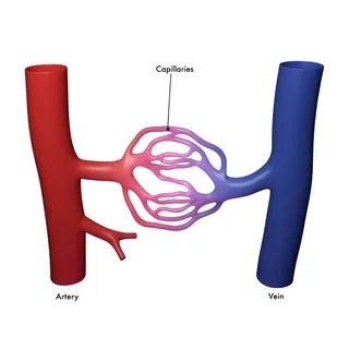 Diagram showing capillaries linking artery and vein, by Craig Foster