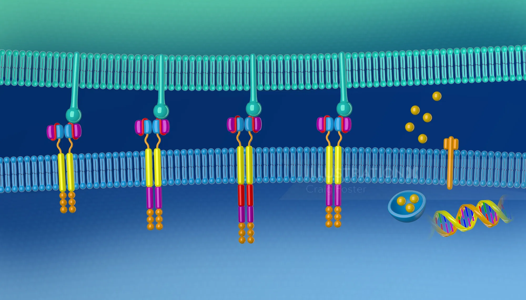 Illustration of CAR-T cell therapy showing receptor binding and immune activation by Craig Foster