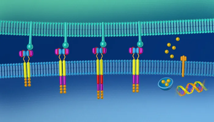 Illustration of CAR-T cell therapy showing receptor binding and immune activation by Craig Foster