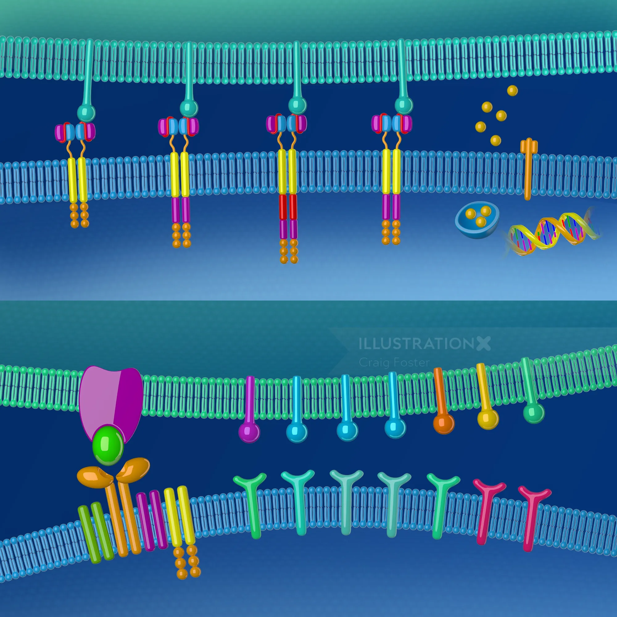 Illustration of CAR-T therapy receptors on cell membrane by Craig Foster