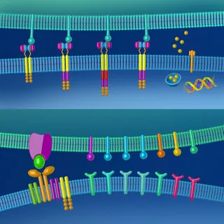 Illustration of CAR-T therapy receptors on cell membrane by Craig Foster