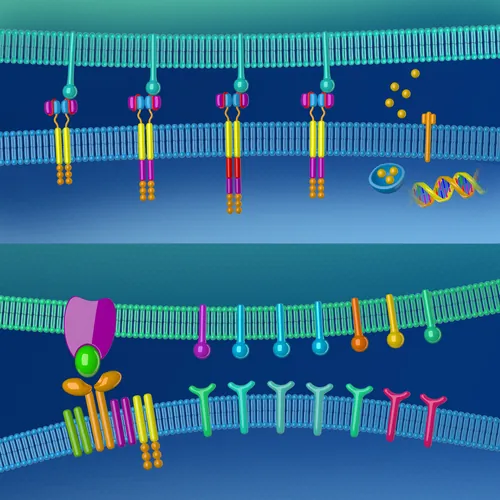 Illustration of CAR-T therapy receptors on cell membrane by Craig Foster