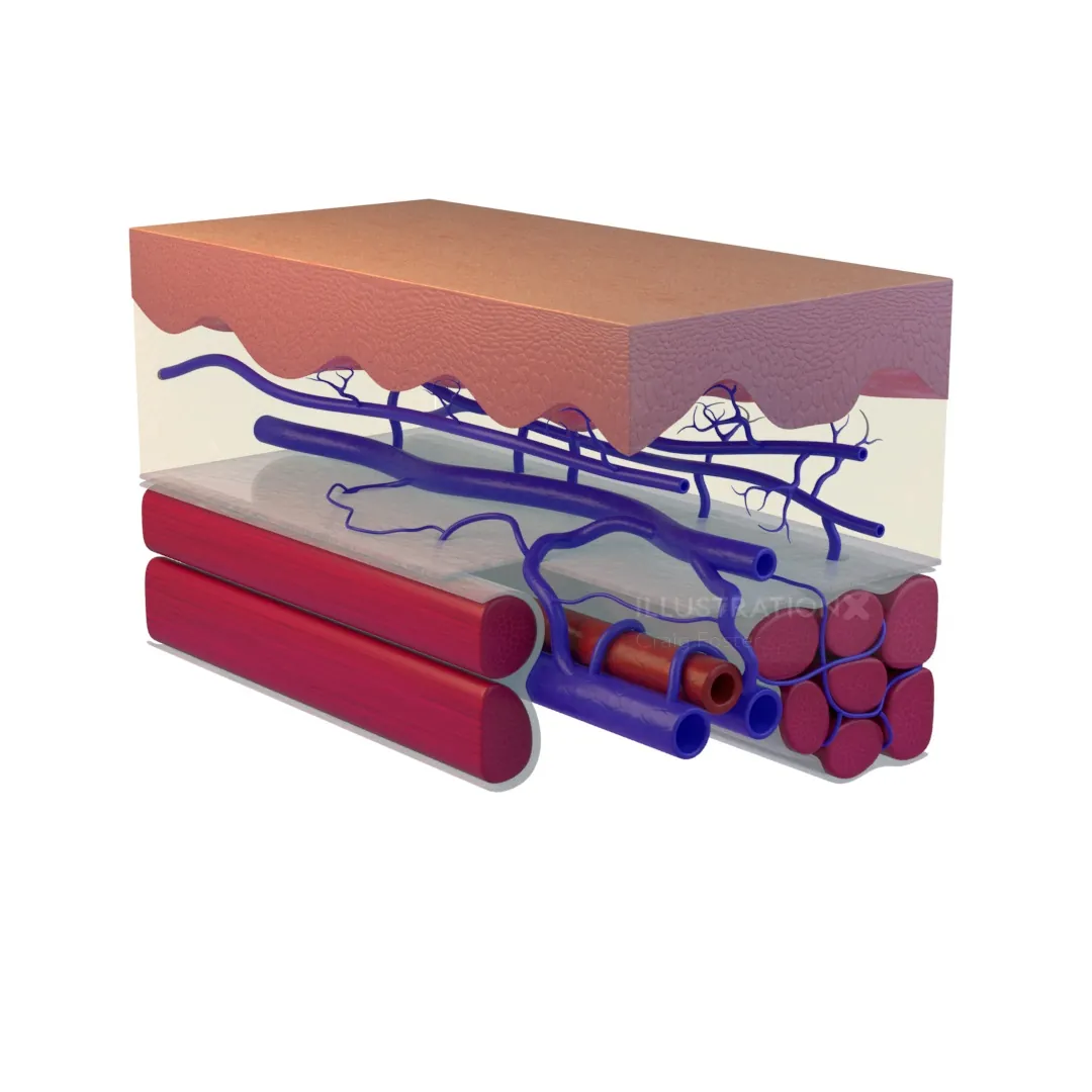 3D illustration of skin layers with veins and muscles by Craig Foster