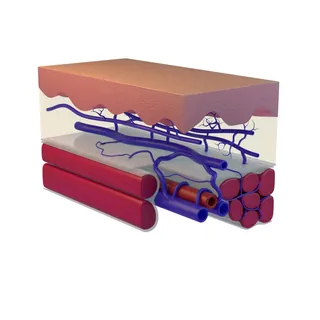 3D illustration of skin layers with veins and muscles by Craig Foster