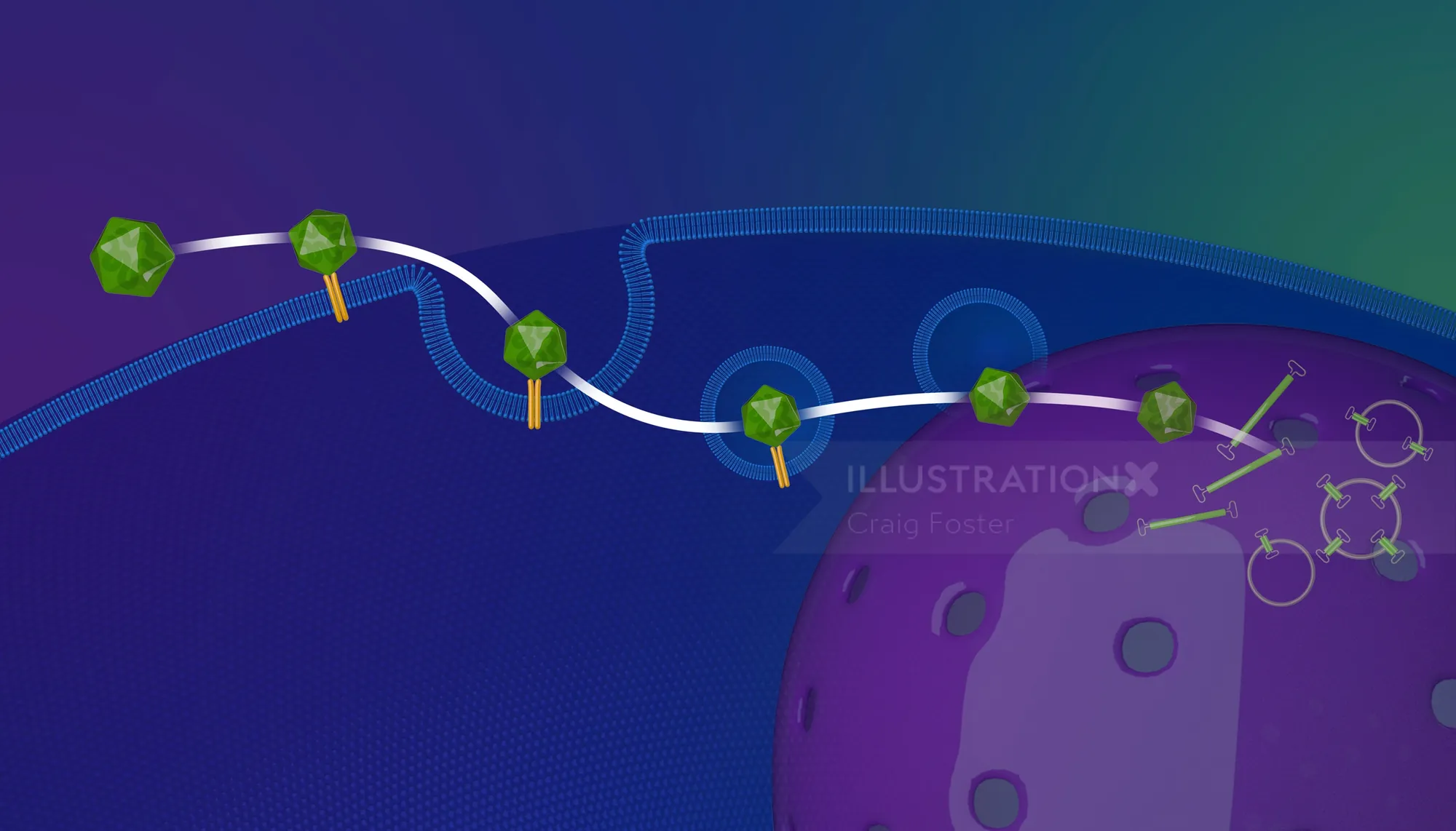 Molecular model of gene therapy process by Craig Foster