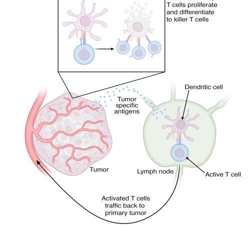 Diagram of tumor antigens activating T cells and dendritic cells by Craig Foster