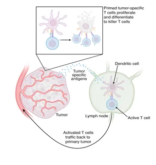 Diagram of tumor antigens activating T cells and dendritic cells by Craig Foster