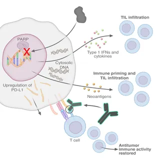 Diagram of tumor immune response showing T cell activation and cytokine release by Craig Foster