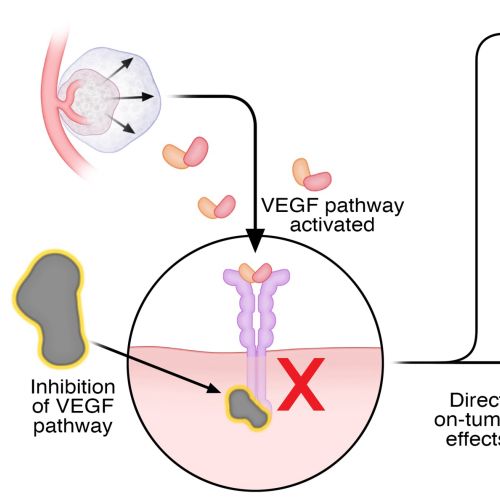 Diagram illustrating VEGF pathway inhibition involving immune and tumor cells by Craig Foster