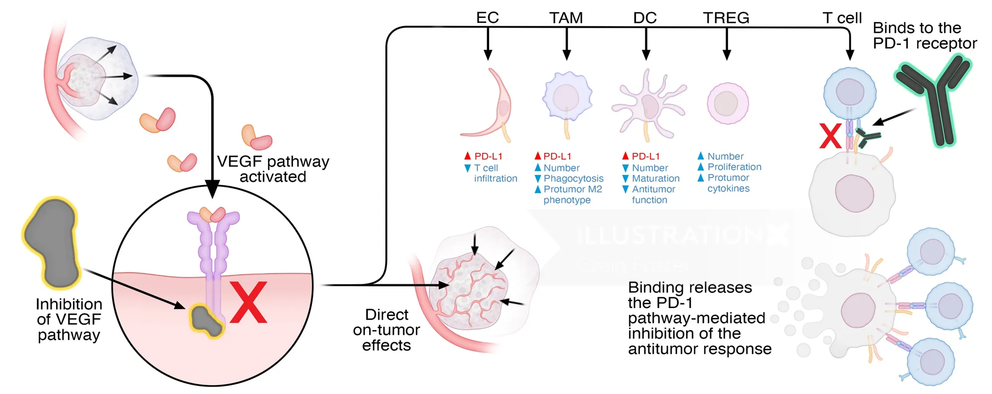 Diagram illustrating VEGF pathway inhibition involving immune and tumor cells by Craig Foster