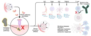 Diagram illustrating VEGF pathway inhibition involving immune and tumor cells by Craig Foster