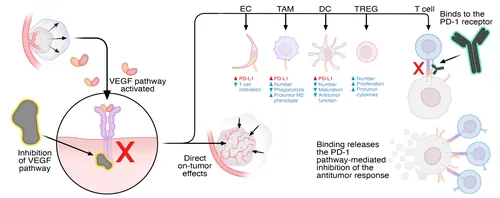 Diagram illustrating VEGF pathway inhibition involving immune and tumor cells by Craig Foster
