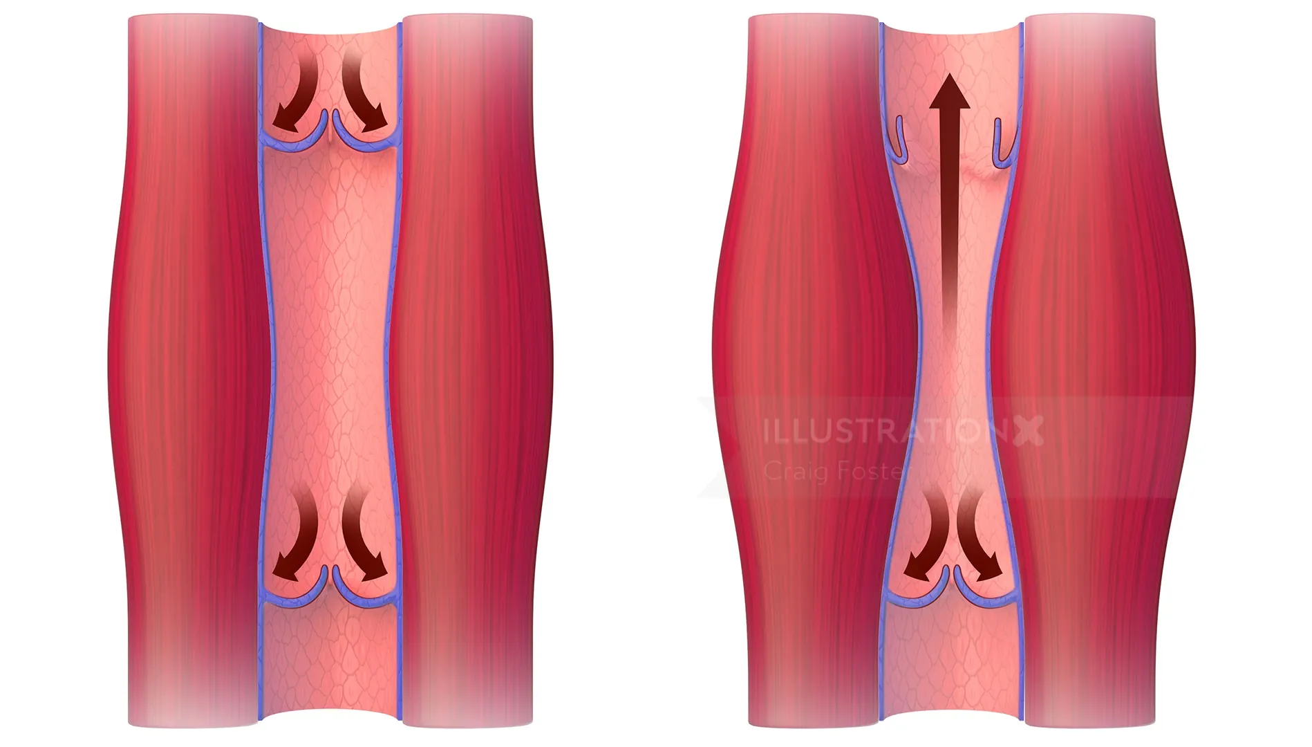 Diagram showing vein valves controlling blood flow by artist Craig Foster