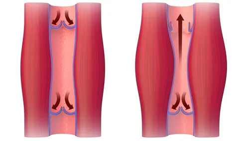 Diagram showing vein valves controlling blood flow by artist Craig Foster