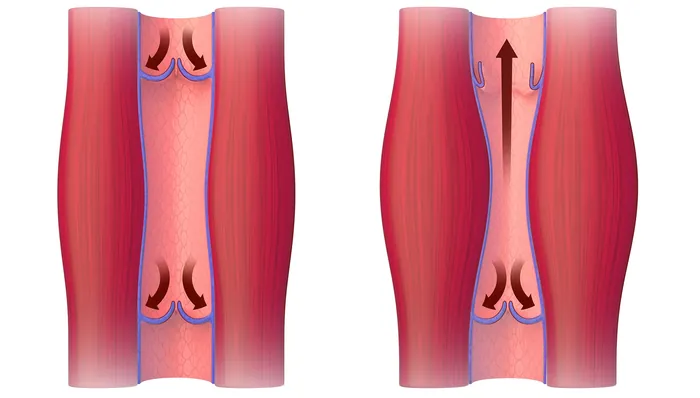 Diagram showing vein valves controlling blood flow by artist Craig Foster