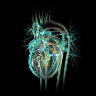 Corazón de cristal con ilustración de vasos coronarios