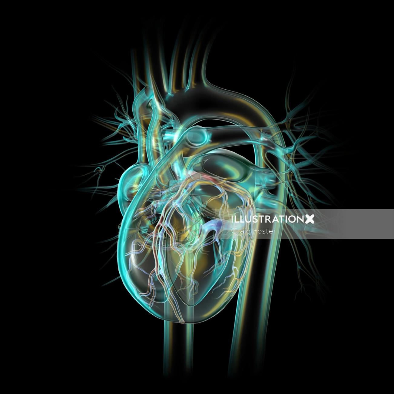 冠状血管のイラストとガラスの心