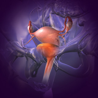 Uma ilustração do útero e da bexiga com anatomia de vidro