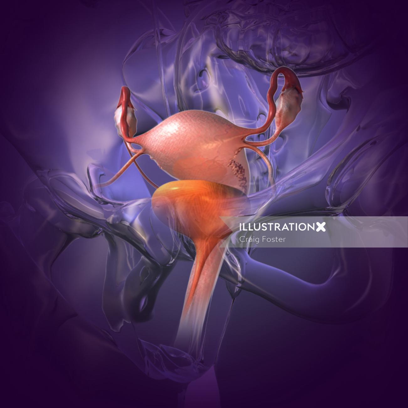 Uma ilustração do útero e bexiga com anatomia de vidro