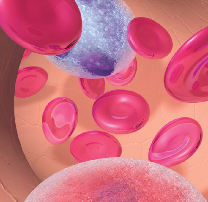 An illustration of  blood cells in artery