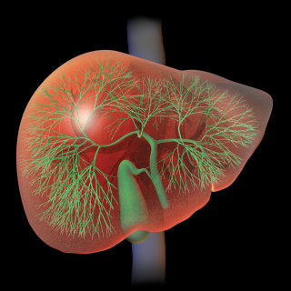 Uma ilustração da Anatomia do Fígado