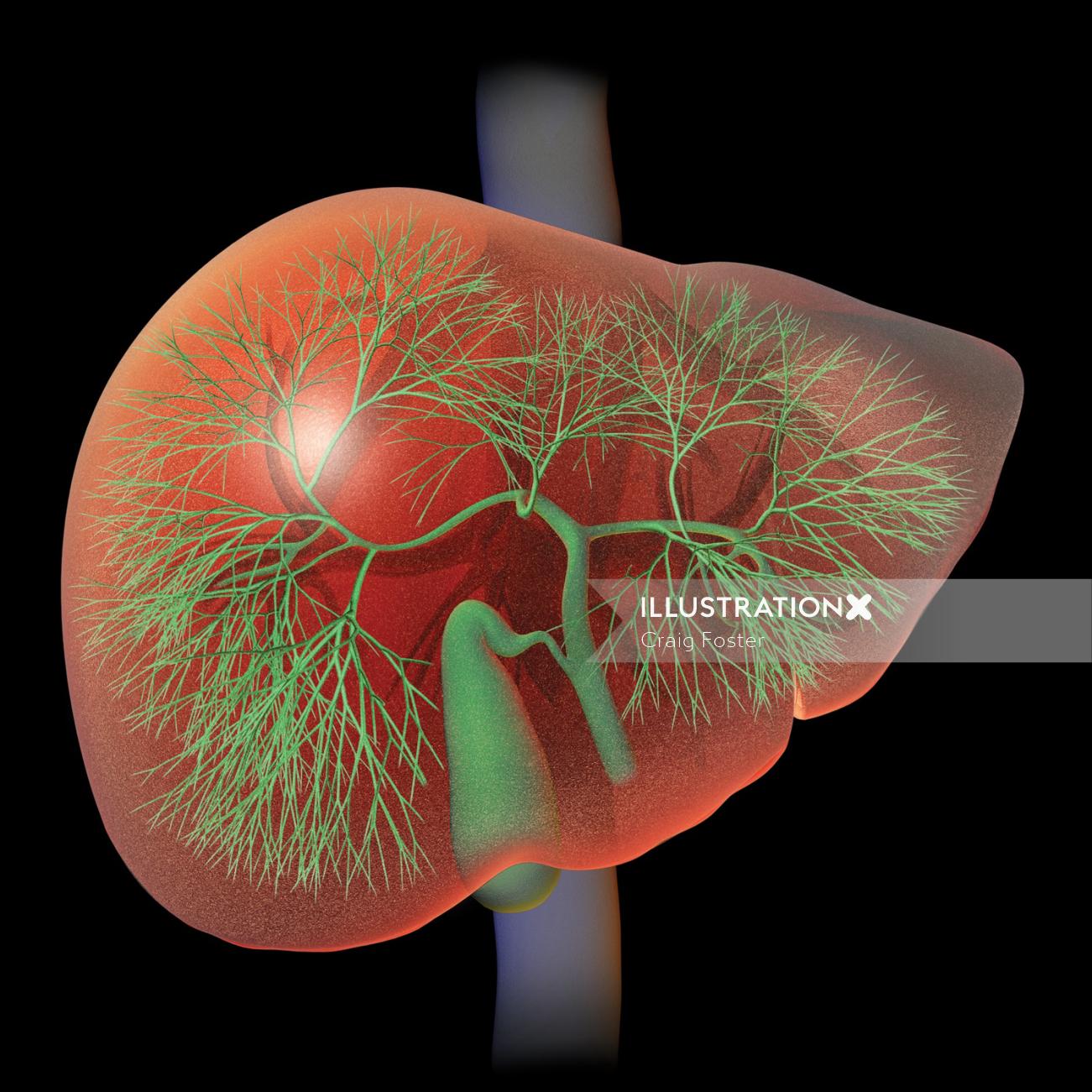 Uma ilustração da anatomia do fígado
