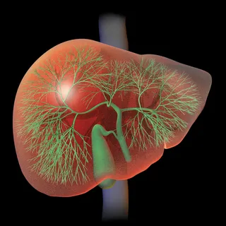 An illustration of Anatomy of the Liver