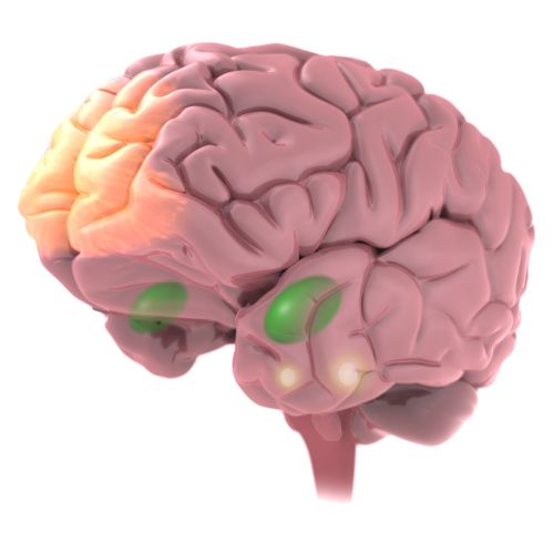 Brain illustration | Medical illustration collection