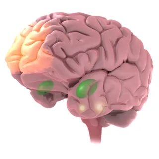 Brain illustration | Medical illustration collection