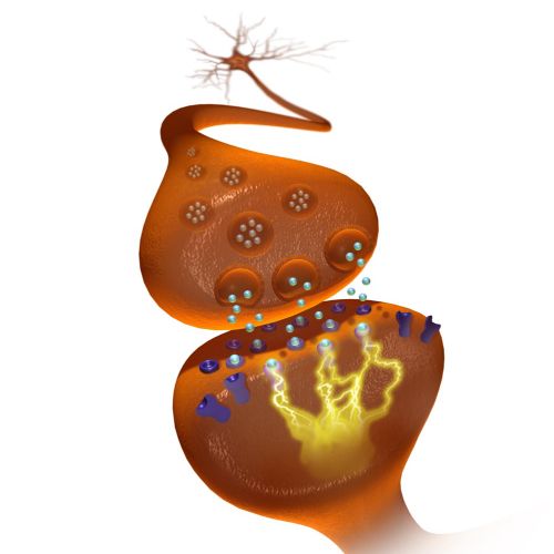 An illustration of neurotransmitters in synaptic cleft
