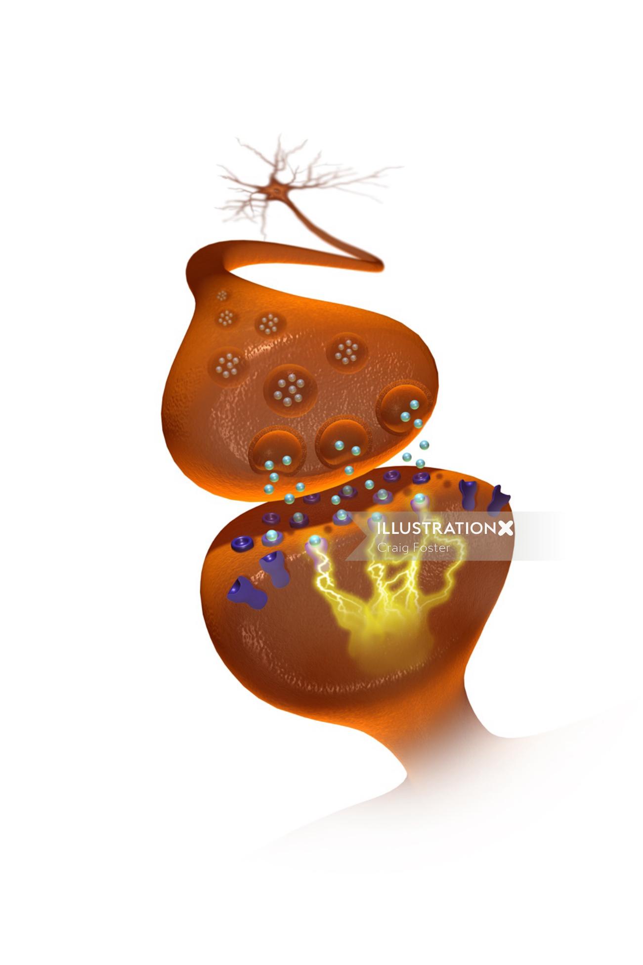 Uma ilustração de neurotransmissores na fenda sináptica