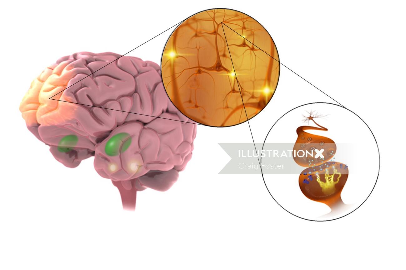 A ilustração do cérebro, neurônios e sinapses