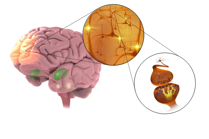 A ilustração do cérebro, neurônios e sinapses