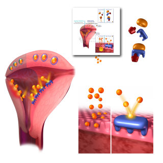 Ilustración de inhibición del dolor menstrual por Craig Foster