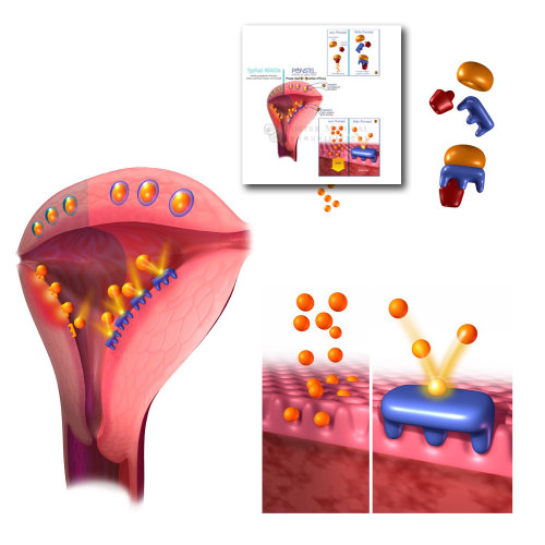 Menstrual Pain Inhibition illustration by Craig Foster