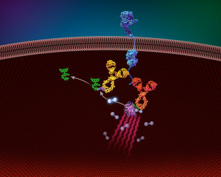 Uma ilustração do ensaio de proteína
