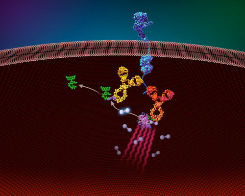 An illustration of protein assay
