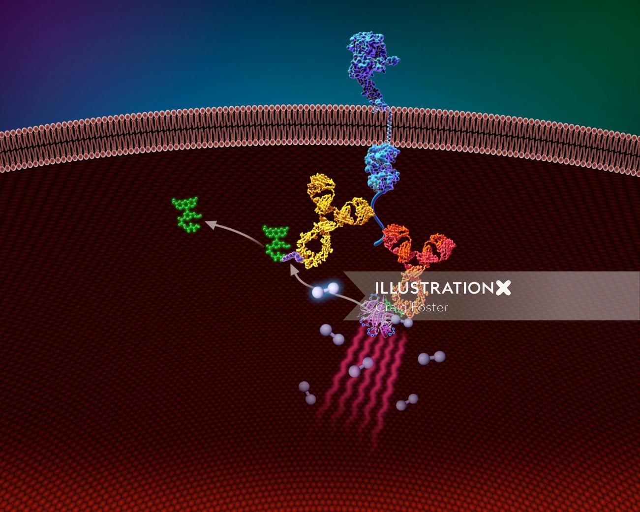 Uma ilustração do ensaio de proteínas